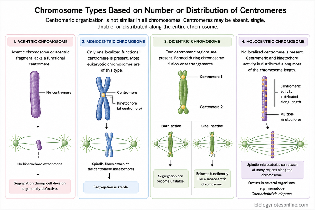 Labelled Diagram showing Chromosome Types Based on Number or Distribution of Centromeres