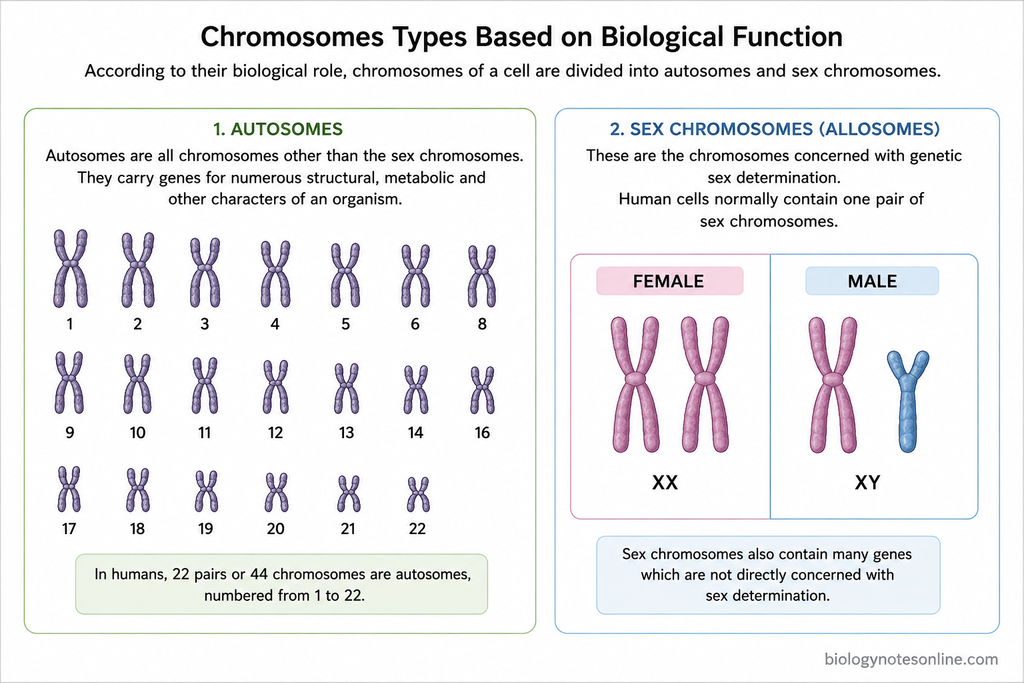Labelled Diagram showing Chromosomes Types Based on Biological Function