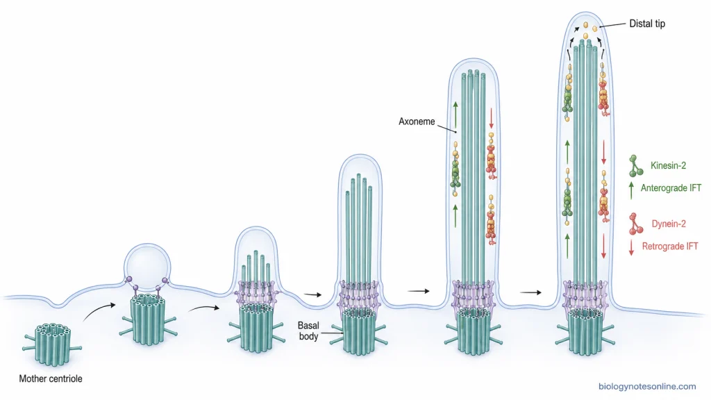 Ciliogenesis from mother centriole to basal body and growing axoneme, with kinesin-2 carrying anterograde IFT cargo to the tip and dynein-2 returning material to the base.