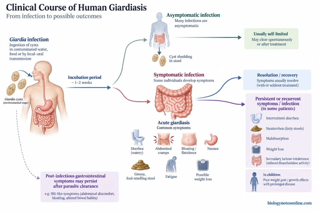 Branching course of Giardia infection showing asymptomatic infection, acute symptomatic giardiasis, recovery, and possible persistent or recurrent gastrointestinal problems.
