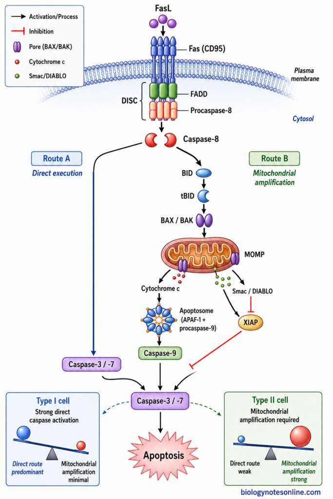Diagram showing apoptosis pathway crosstalk in which caspase-8 cleaves BID to tBID, activating BAX/BAK and mitochondrial amplification of apoptosis.