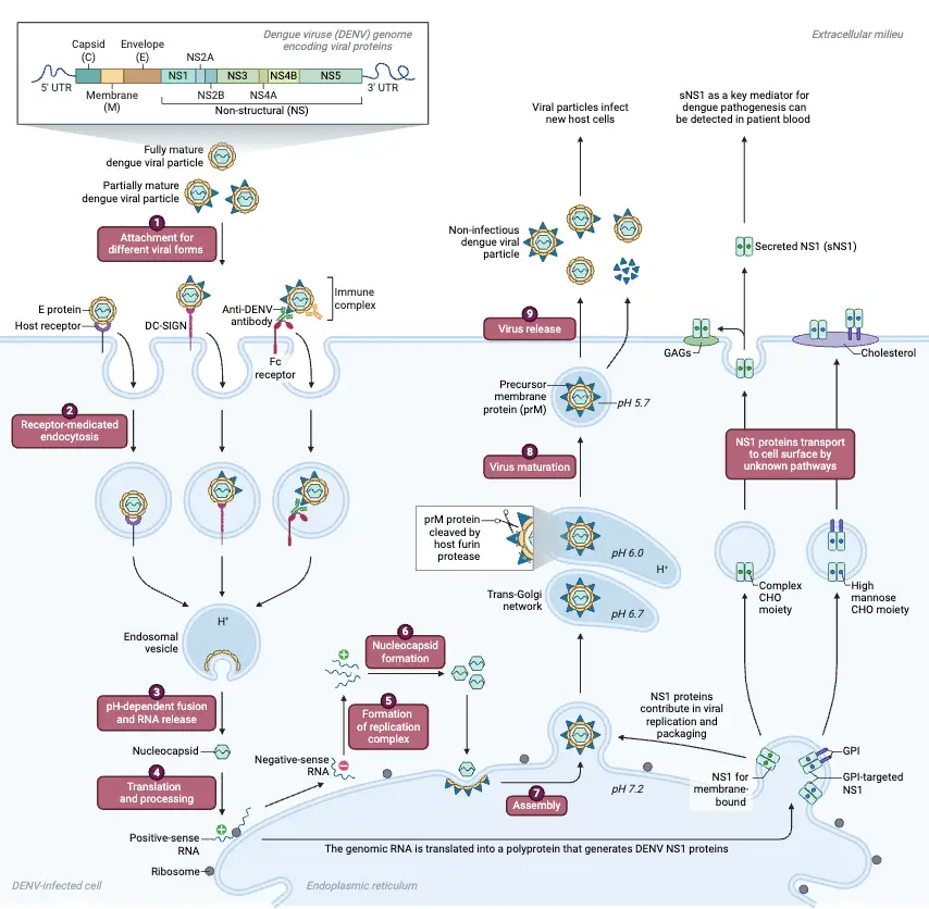 Dengue Virus Life Cycle