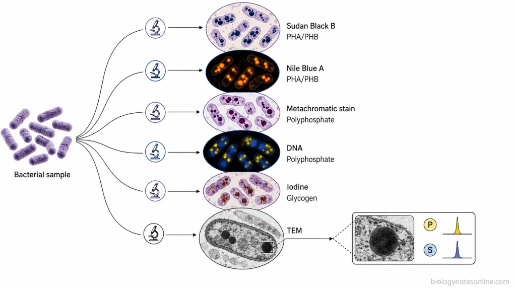 Comparison of Sudan Black B, Nile Blue A, metachromatic staining, DAPI, iodine staining, TEM, and elemental analysis for detecting different bacterial storage granules.