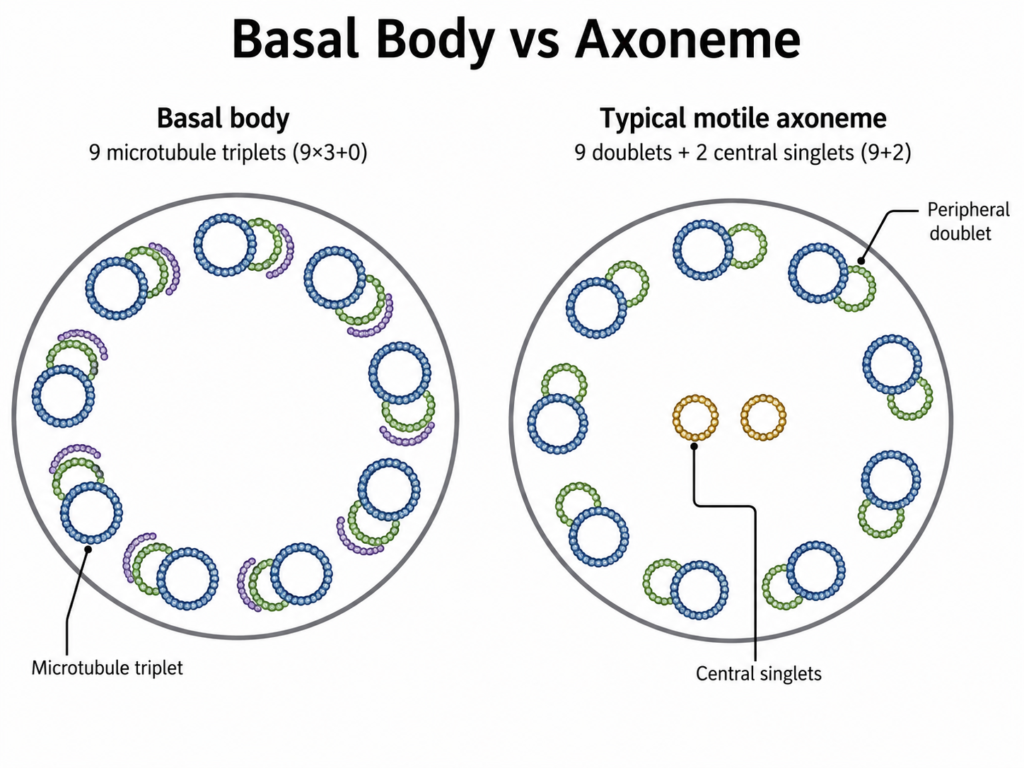 Diagram showing Basal Body vs Axoneme