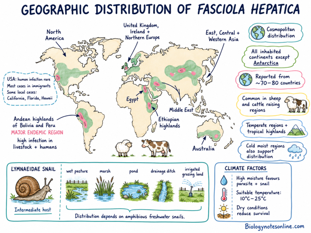 Diagram showing Geographic Distribution of Fasciola hepatica