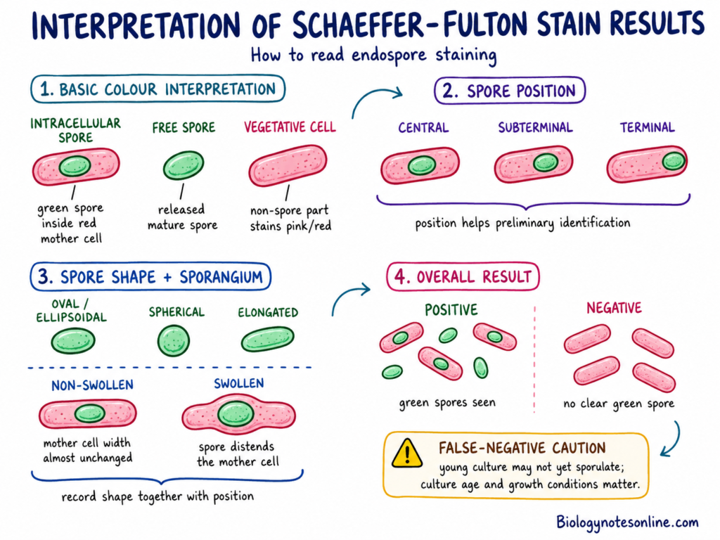 Endospore - Structure, Sporulation, Germination and Examples 10 Diagram showing Interpretation of Results of Schaeffer–Fulton Method