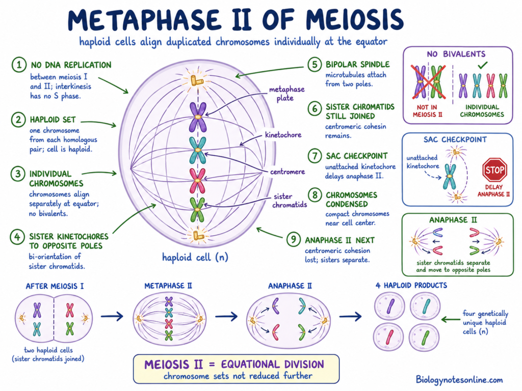 Diagram showing Metaphase II of Meiosis