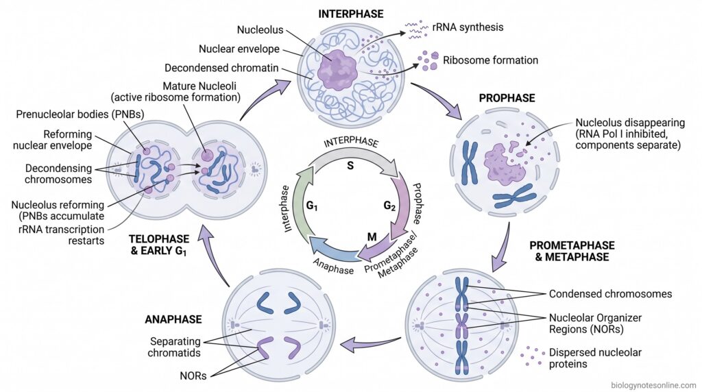Diagram showing Nucleolus During the Cell Cycle
