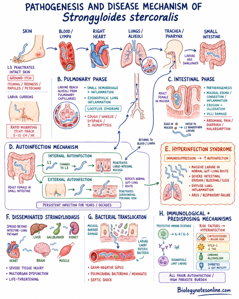 Diagram showing Pathogenesis and Disease Mechanism of Strongyloides stercoralis
