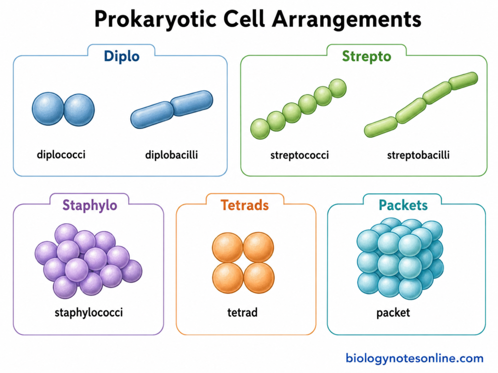 Diagram showing Prokaryotic Cell Arrangements