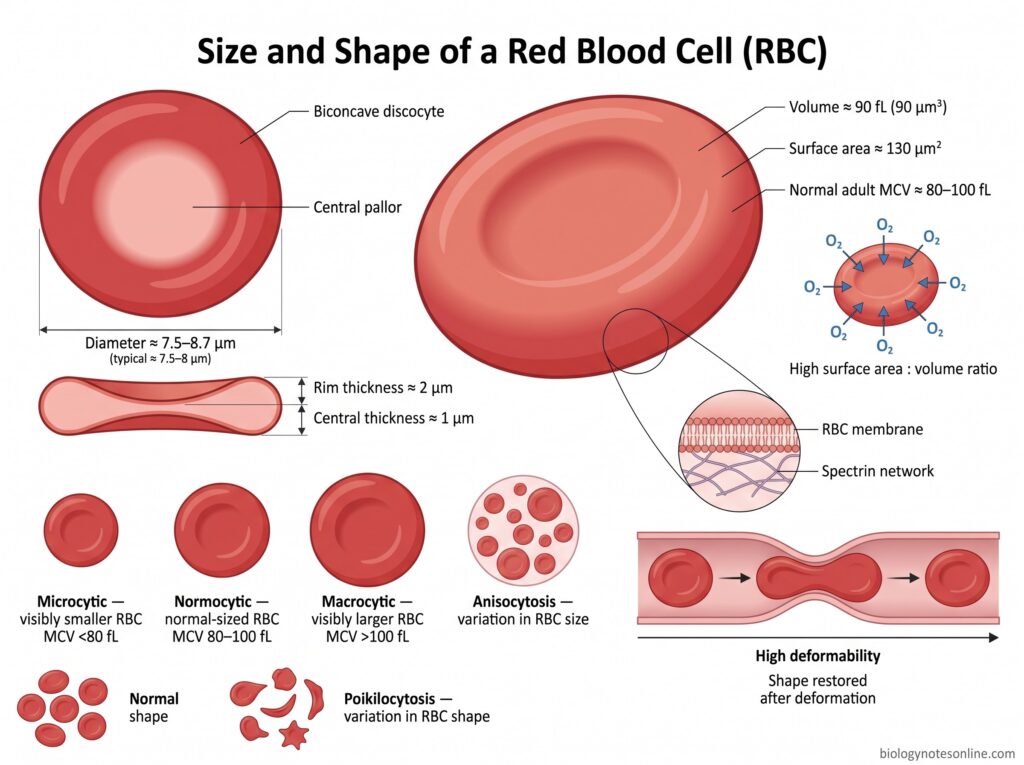 Red Blood Cells (RBCs): Definition, Structure, Functions, Formation and Life Cycle 1 Diagram showing Size and Shape of a Red Blood Cell