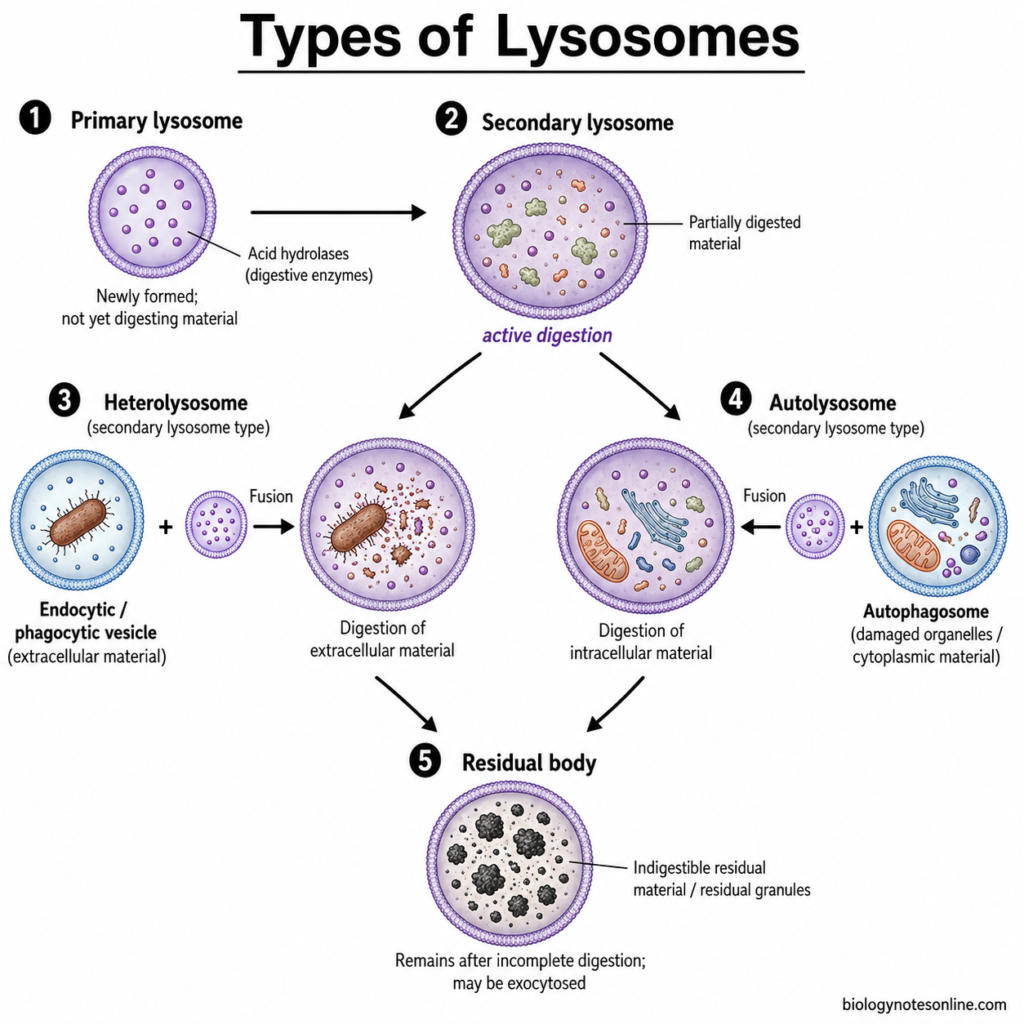 Diagram showing Types of Lysosomes