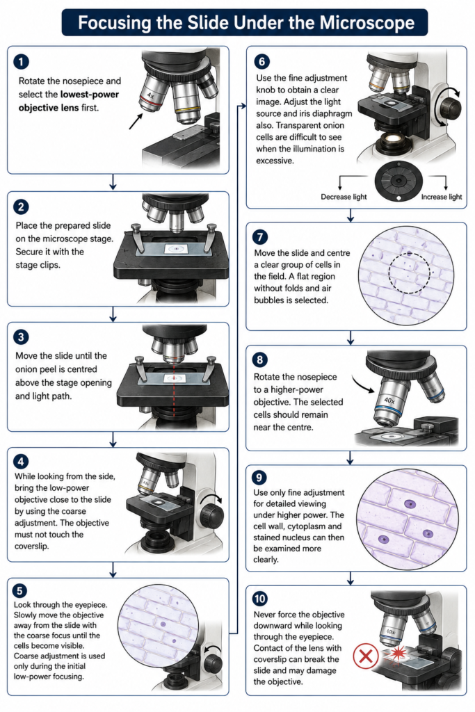 Diagram showing how to Focus the Slide Under the Microscope