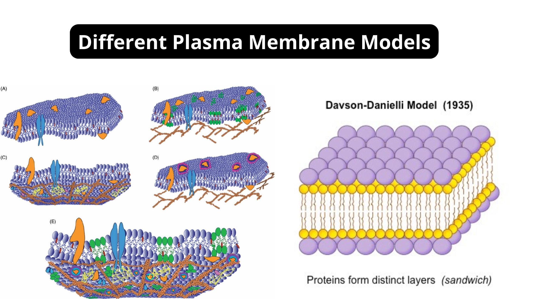 Different Plasma Membrane Models