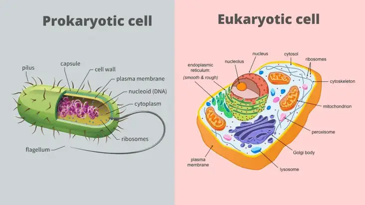 Eukaryotic-Cell-and-pRo-karyotic-celll-banner-1024x576