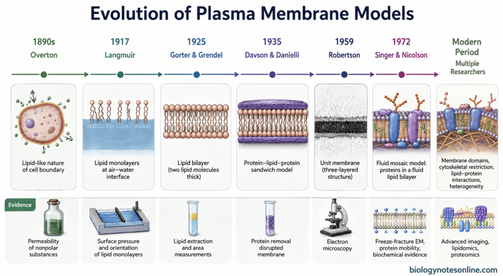 Evolution of Plasma Membrane Models Timeline