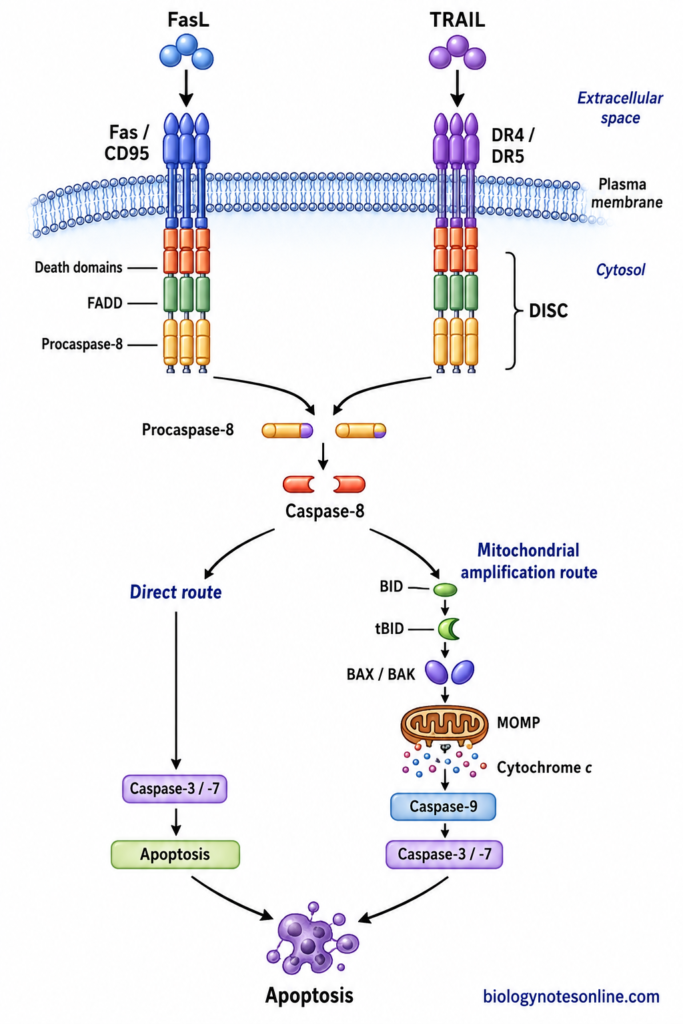 Extrinsic apoptosis pathway showing FasL and TRAIL death receptors, FADD, DISC formation, caspase-8 activation and downstream caspase-3 and caspase-7.