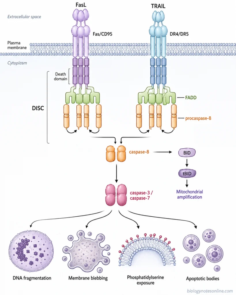 Death ligand binding to Fas or TRAIL receptors recruits FADD and procaspase-8 into the DISC, activating caspase-8 and executioner caspases.