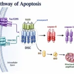 Extrinsic Pathway of Apoptosis - Mechanism, Steps, Receptors and Caspases