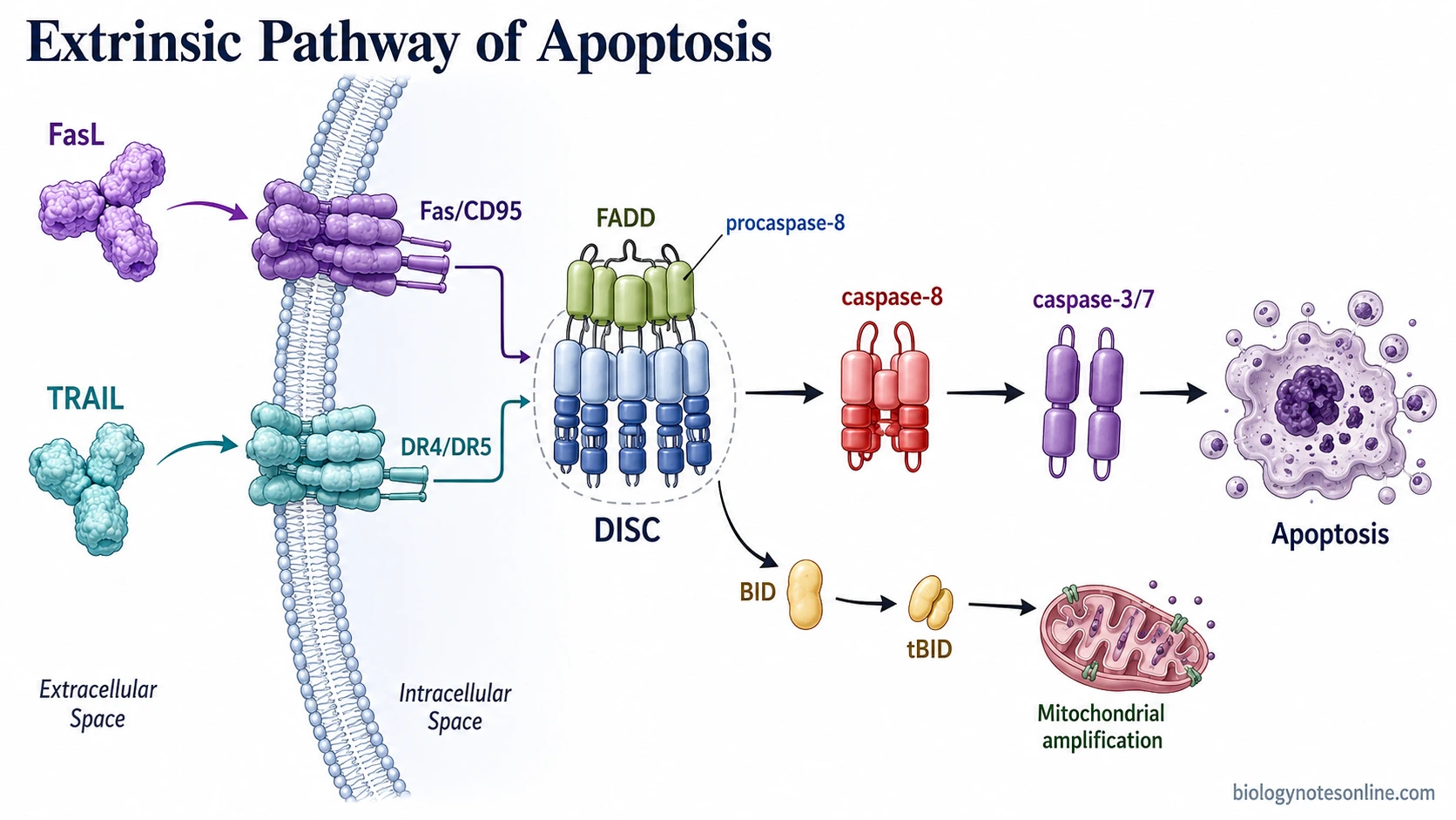 Extrinsic Pathway of Apoptosis - Mechanism, Steps, Receptors and Caspases