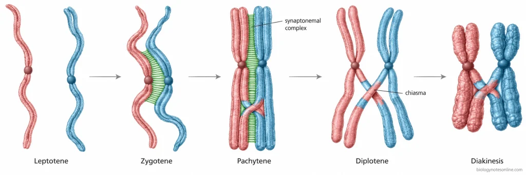 Five stages of Prophase I showing chromosome condensation, homologous pairing, synapsis, crossing over, and visible chiasmata.