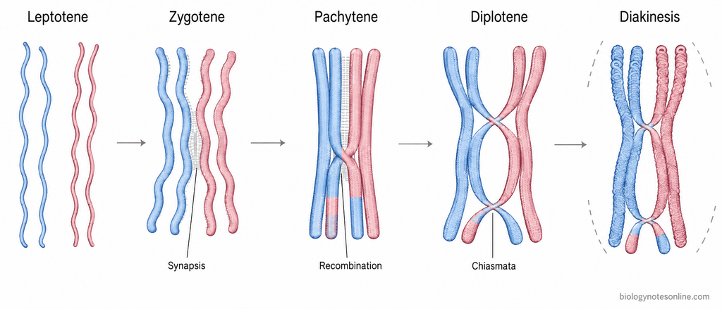Leptotene, zygotene, pachytene, diplotene, and diakinesis showing chromosome condensation, synapsis, recombination, and visible chiasmata.