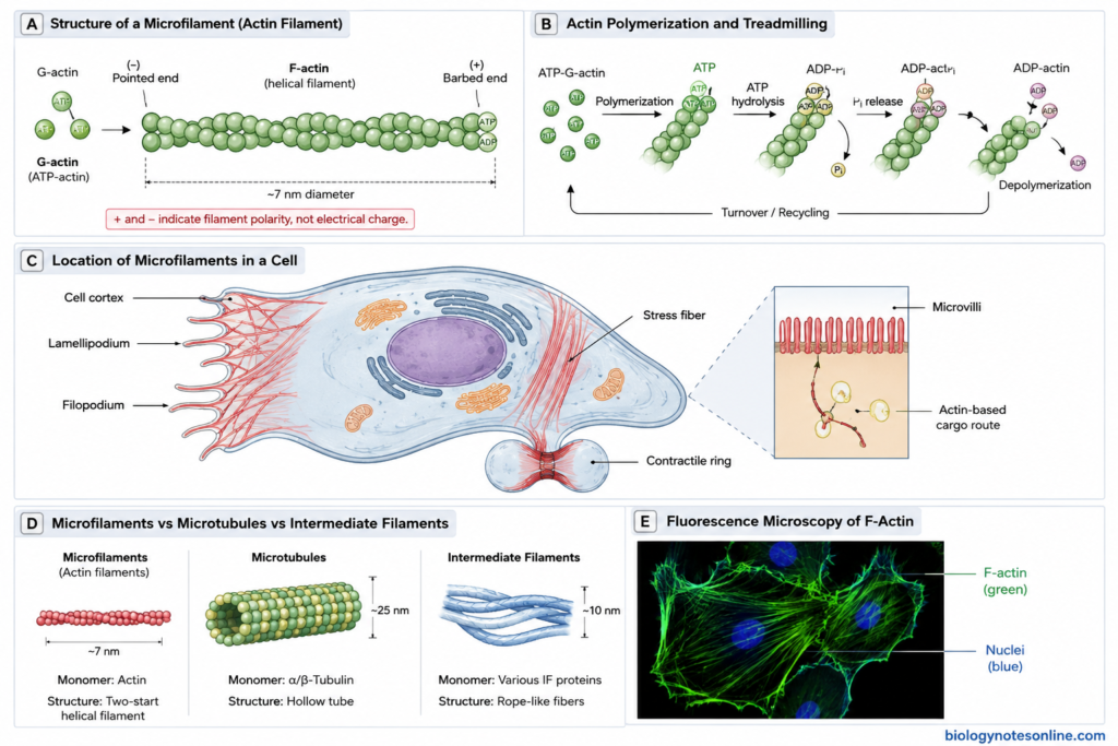 Microfilaments: Definition, Structure, Functions & Formation 1 Fluorescence Microscopy of F-Actin