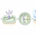 ER-to-Golgi membrane trafficking schematic showing lumen-facing carbohydrate chains becoming exposed on the extracellular side after vesicle fusion with the plasma membrane.
