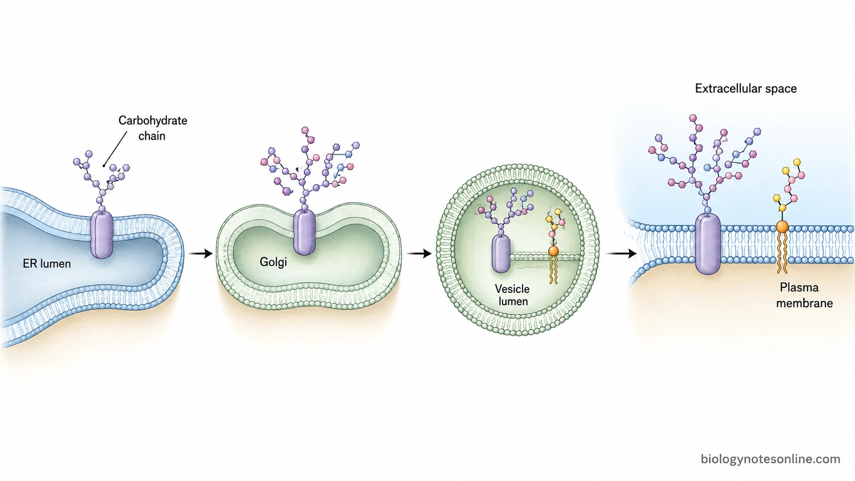 ER-to-Golgi membrane trafficking schematic showing lumen-facing carbohydrate chains becoming exposed on the extracellular side after vesicle fusion with the plasma membrane.