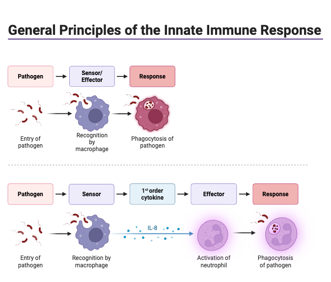 Innate Immunity - Definition, Types, Mechanism, Functions 4 General Principles of the Innate Immune Response