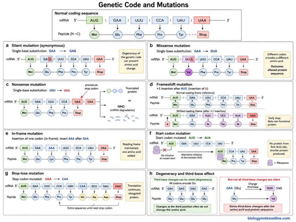 Genetic Code – Definition, Codon Table, Properties, and Examples 9 Genetic Code and Mutations