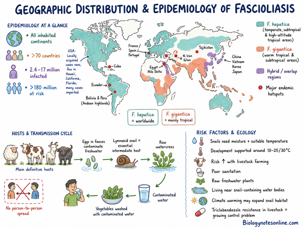 Geographic Distribution and Epidemiology of fascioliasis