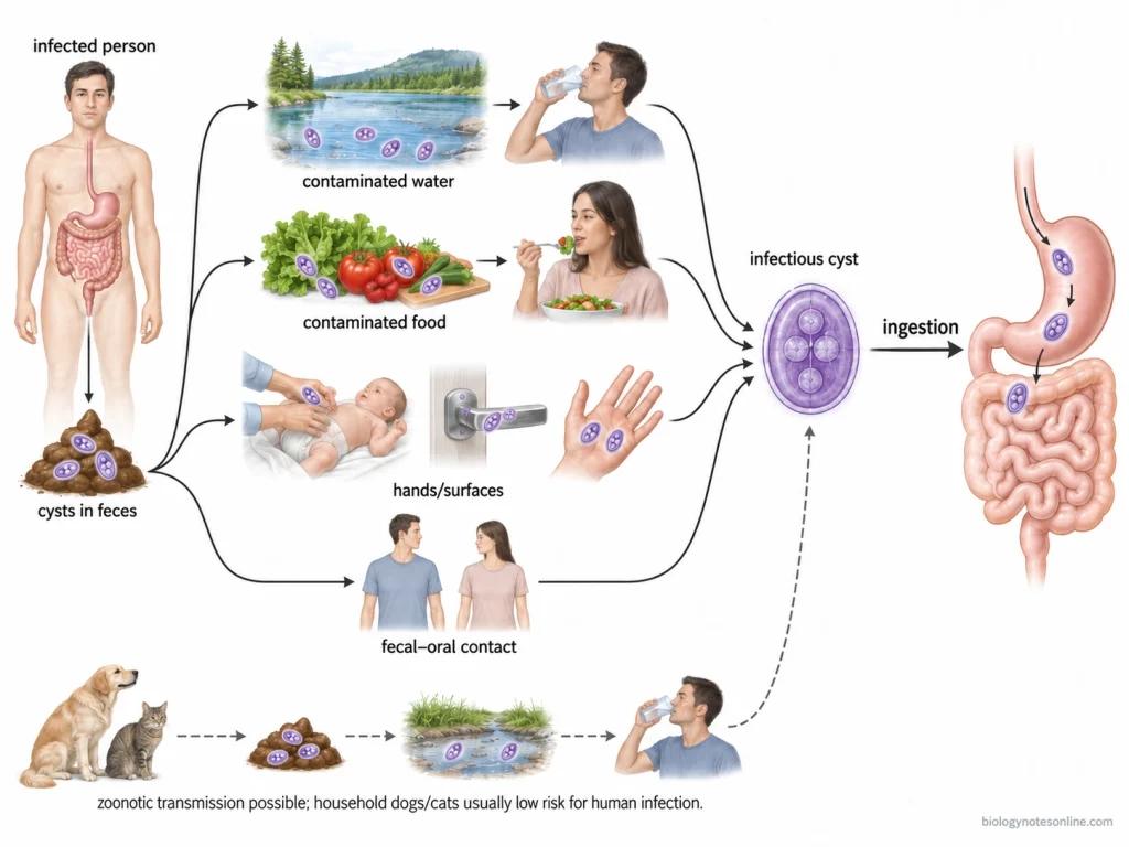 Giardia cysts shed in feces spreading through contaminated water, food, hands, surfaces, and fecal-oral contact before being swallowed by another person.