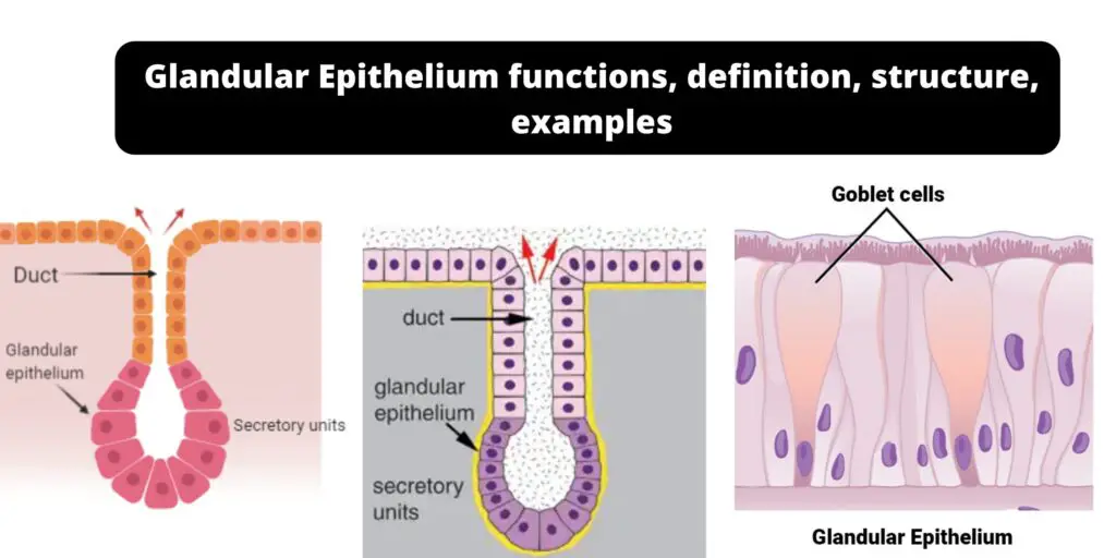 Glandular Epithelium - Functions, definition, structure, examples ...