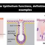 Glandular Epithelium functions, definition, structure, examples