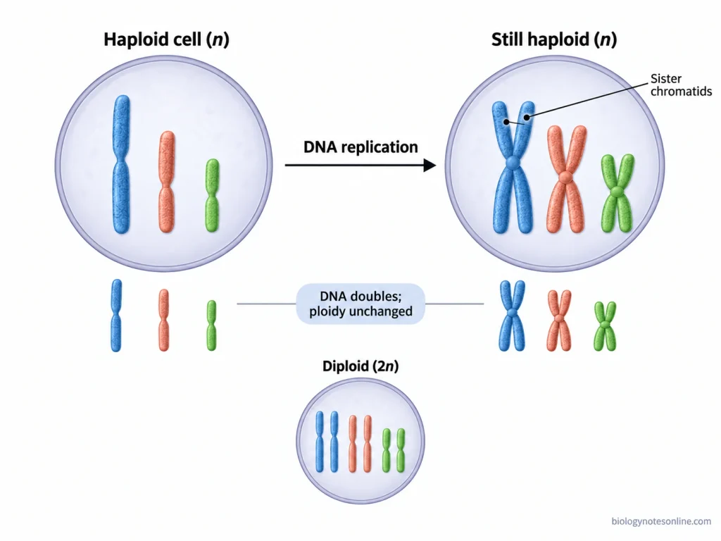 Haploid chromosome set before and after DNA replication, showing that sister chromatids double DNA content without changing the cell from n to 2n.