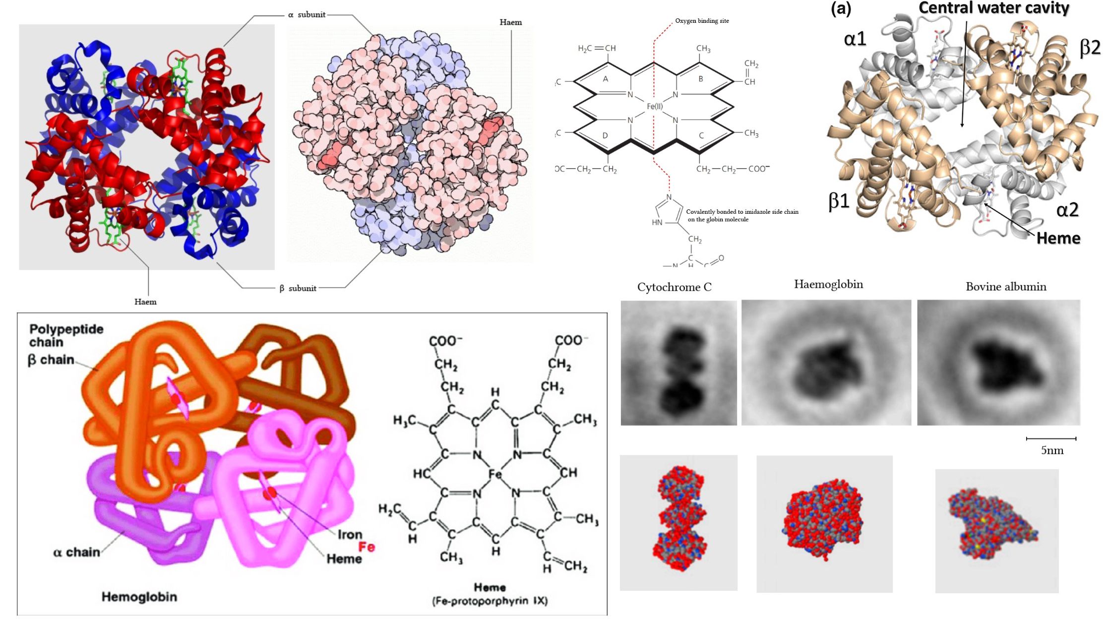 Hemoglobin - Definition, Structure and Function