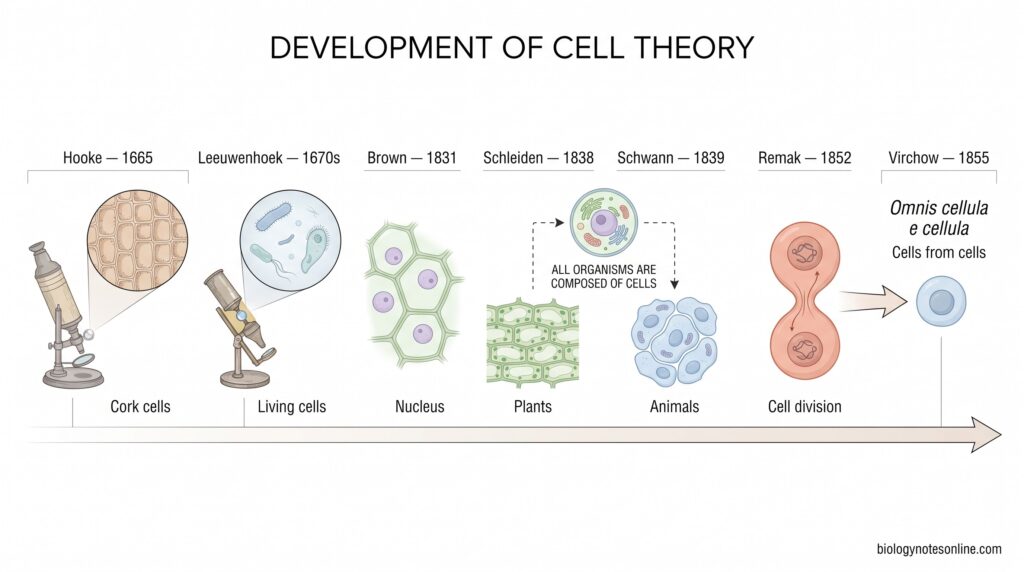 Cell Theory - Definition, 3 Principles, History, and Modern View 2 Timeline from Hooke's cork observations through Leeuwenhoek, Brown, Schleiden, Schwann, Remak, and Virchow showing major steps in the development of cell theory.