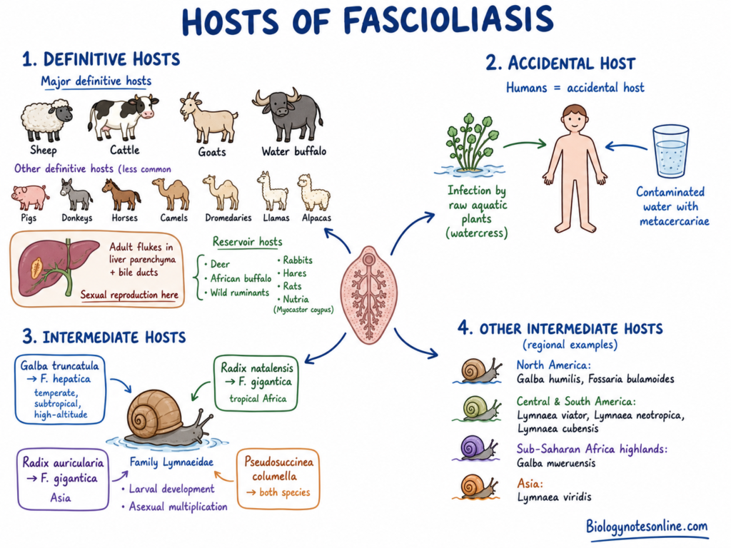 Schematic diagram showing Hosts of Fascioliasis