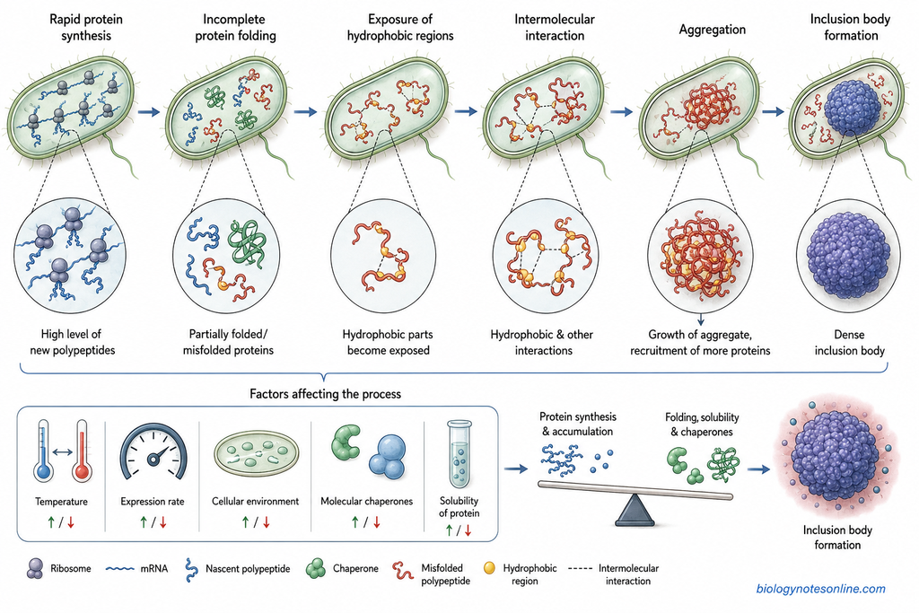 Diagram showing How Are Protein Inclusion Bodies Formed