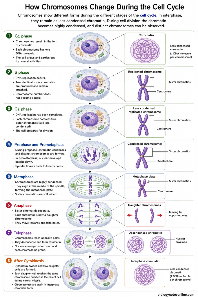 Diagram showing How Chromosomes Change During the Cell Cycle