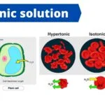 Hypotonic Solution - Definition, Importance, Examples