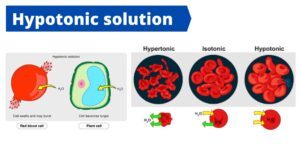 Hypotonic Solution – Definition, Importance, Examples
