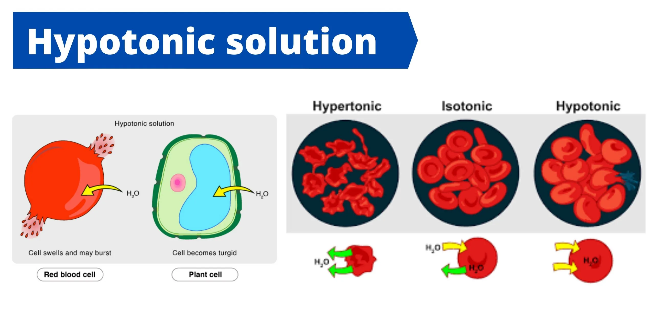 Hypotonic Solution - Definition, Importance, Examples