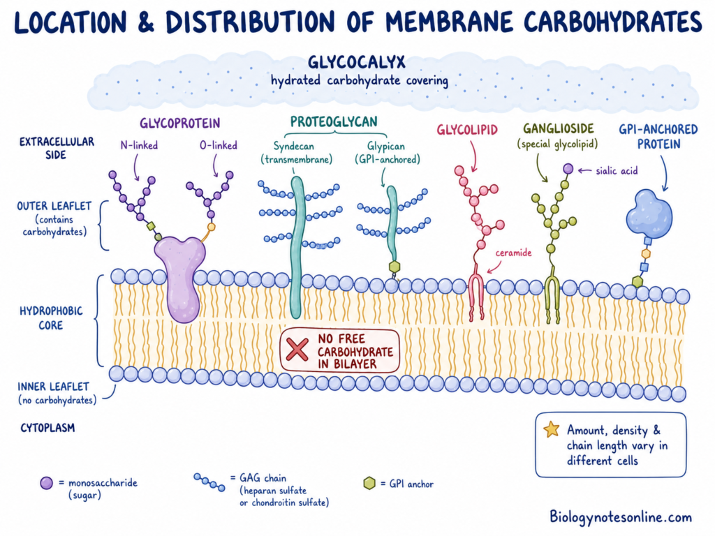 Illustration showing Location and Distribution in the Plasma Membrane