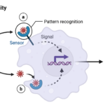 Innate Immunity