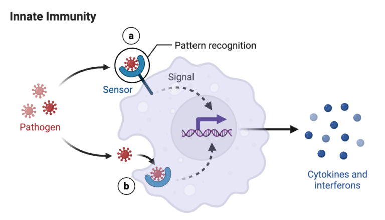 Innate Immunity
