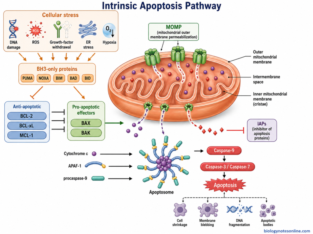 Intrinsic mitochondrial apoptosis pathway showing cellular stress, BCL-2 family regulation, BAX/BAK-mediated MOMP, cytochrome c release, apoptosome formation and caspase activation.