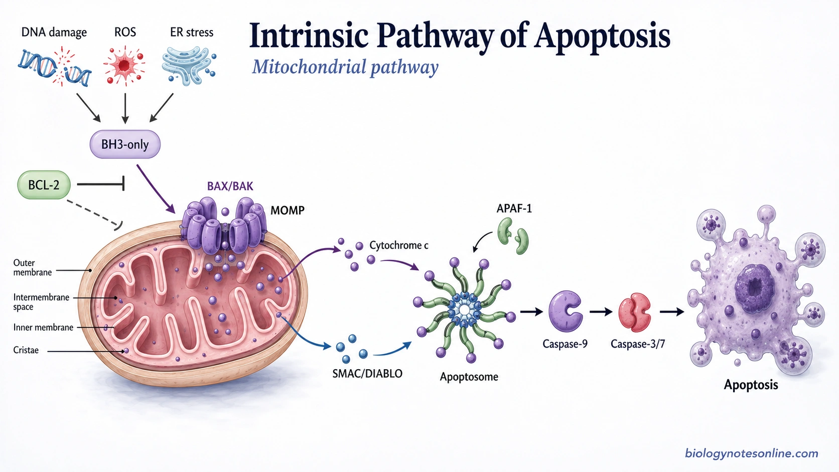 Intrinsic Pathway of Apoptosis
