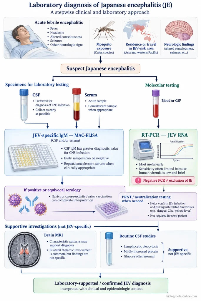 Japanese Encephalitis Virus (JEV): Structure, Transmission, Symptoms & Prevention 6 Diagnostic workflow for Japanese encephalitis showing serum and CSF JEV IgM testing, PRNT, limited RT-PCR utility, CSF findings and supportive MRI.